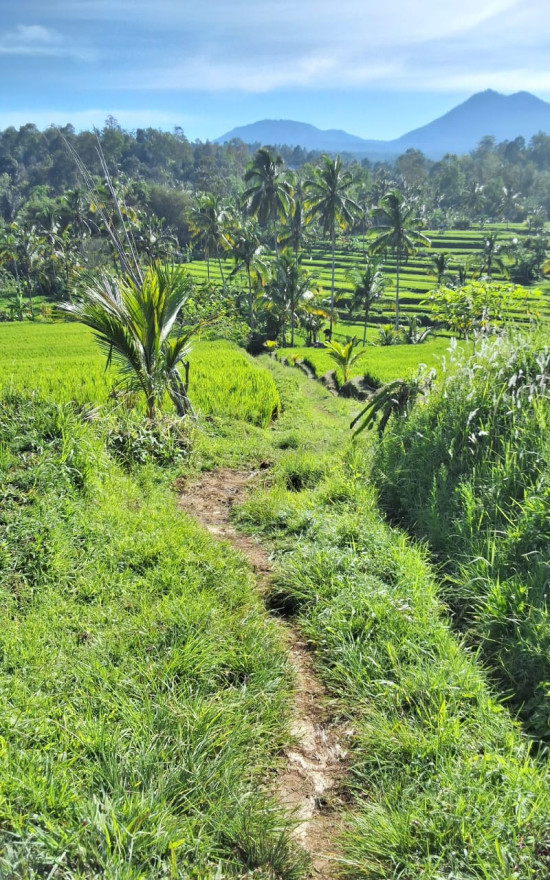 Kegiatan rabat beton jalan usaha tani